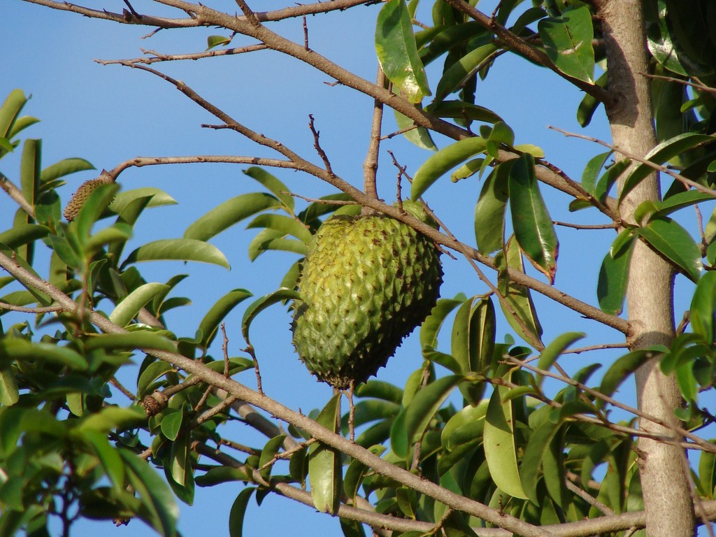 Guanabana