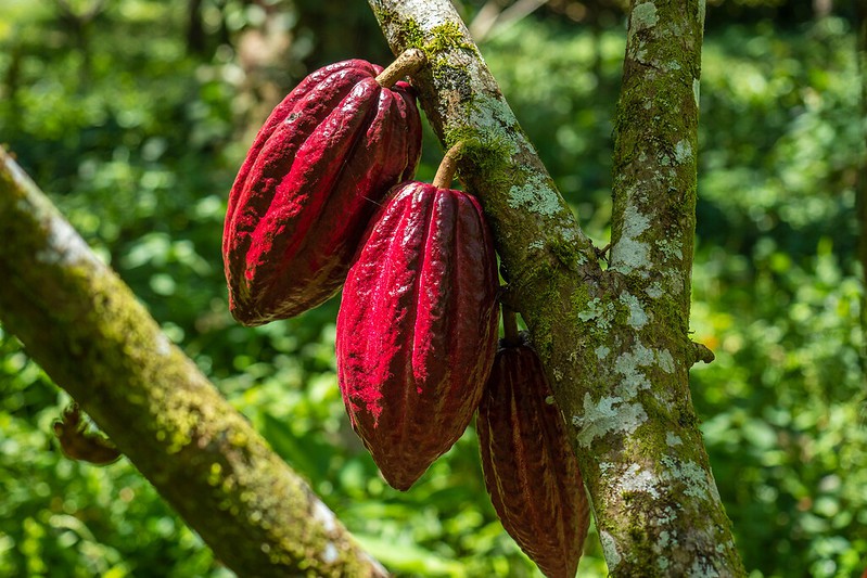Cacao